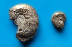 Ammonites found in Geolabs Soil Department