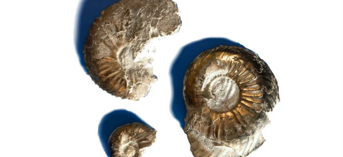 Pyrite Ammonites found in Geolabs